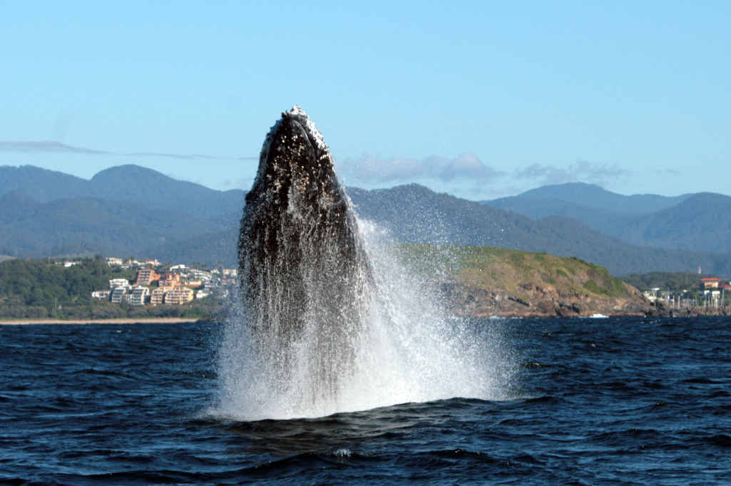 Brett and Lisa Vercoe captured this stunning whale breach off Coffs Harbour's Muttonbird Island. Brett and Lisa Vercoe captured this stunning whale breach off Coffs Harbour's Muttonbird Island.